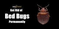 Bed Bug Control Melbourne image 3